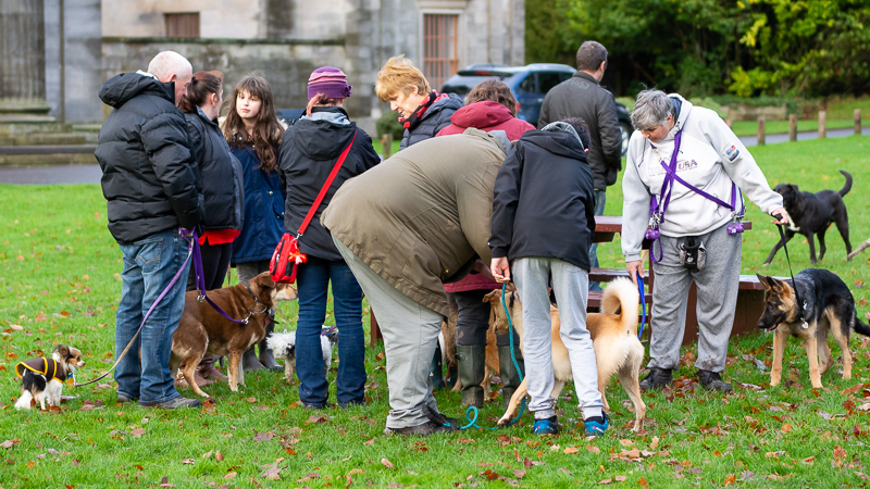 are pack walks good for dogs