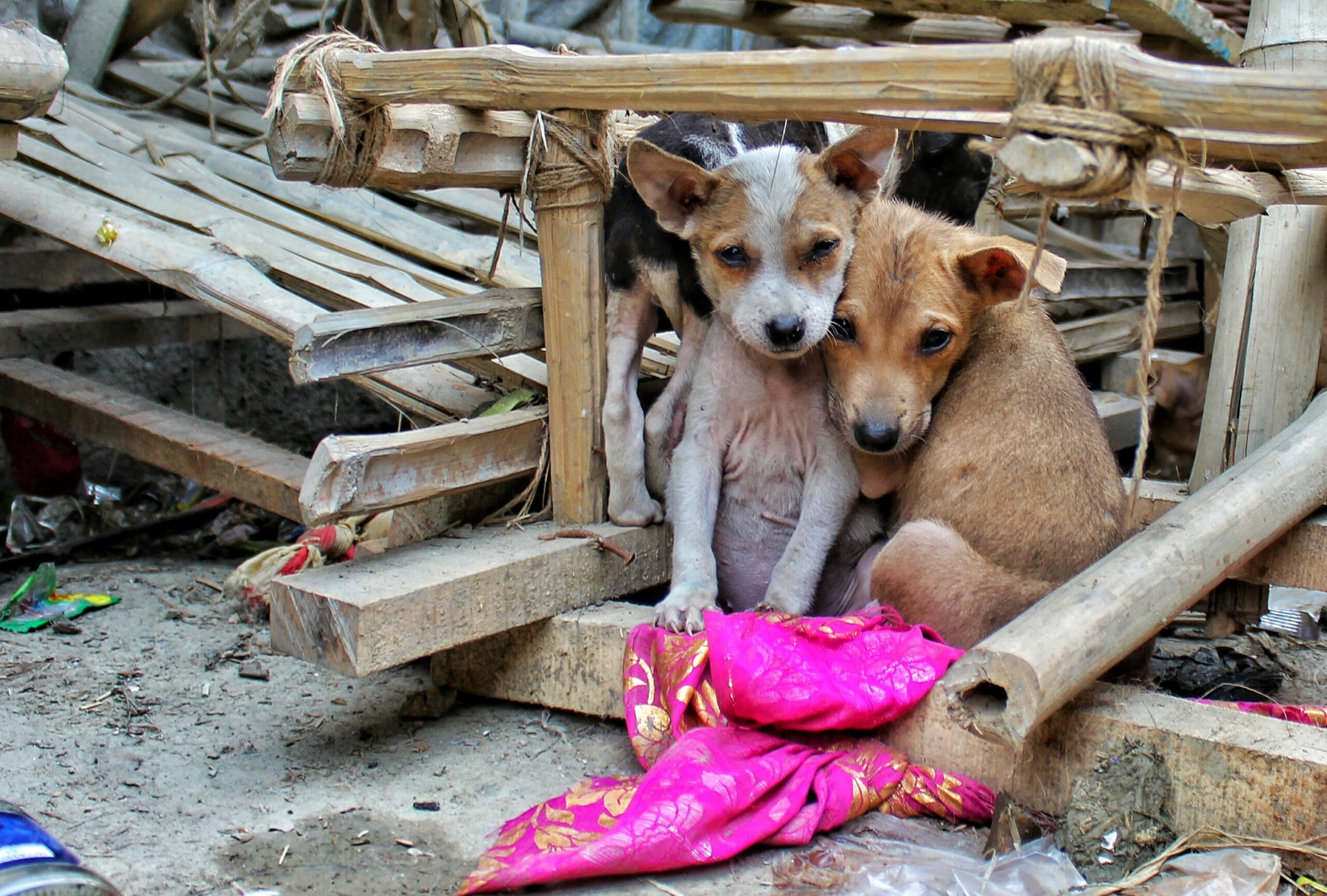 Street Dog Rehabilitation