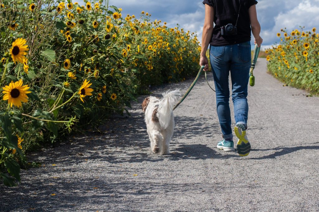 a medium sized white dog is being walked on a loose lead away from the camera. The handler and the dog are walking along a path lined with sunflowers.