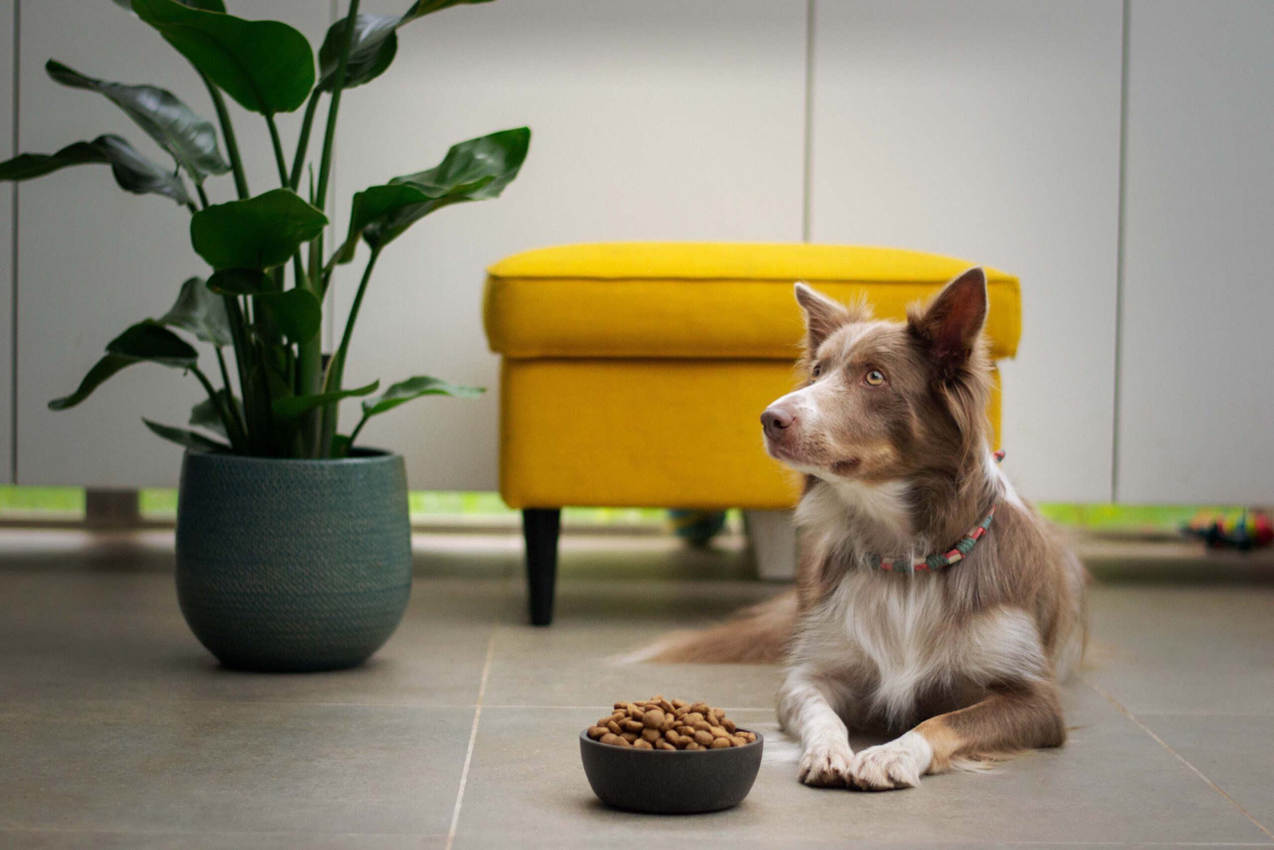 Puppies love snuffle mats! The work-to-eat toys our dog trainers