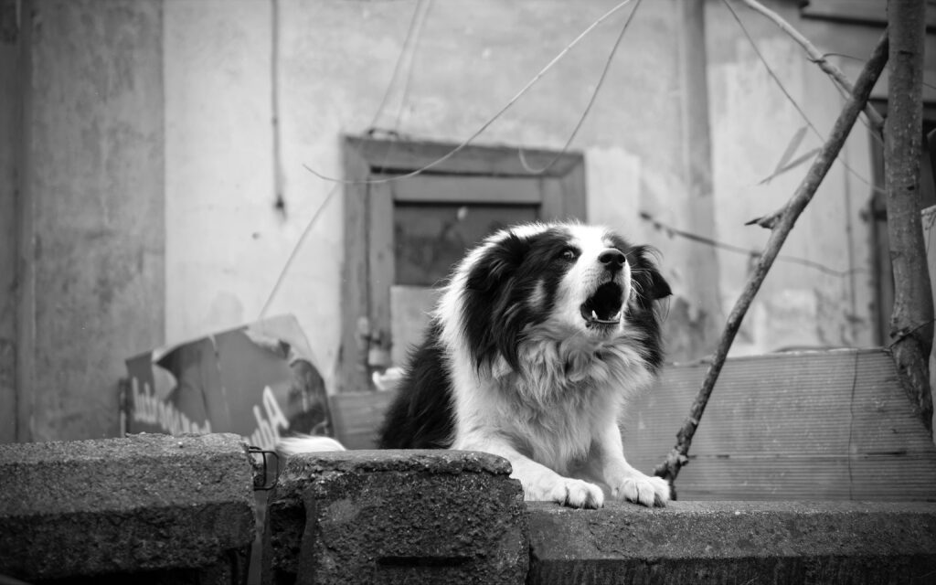 a black and white collie type dog barks over a garden wall