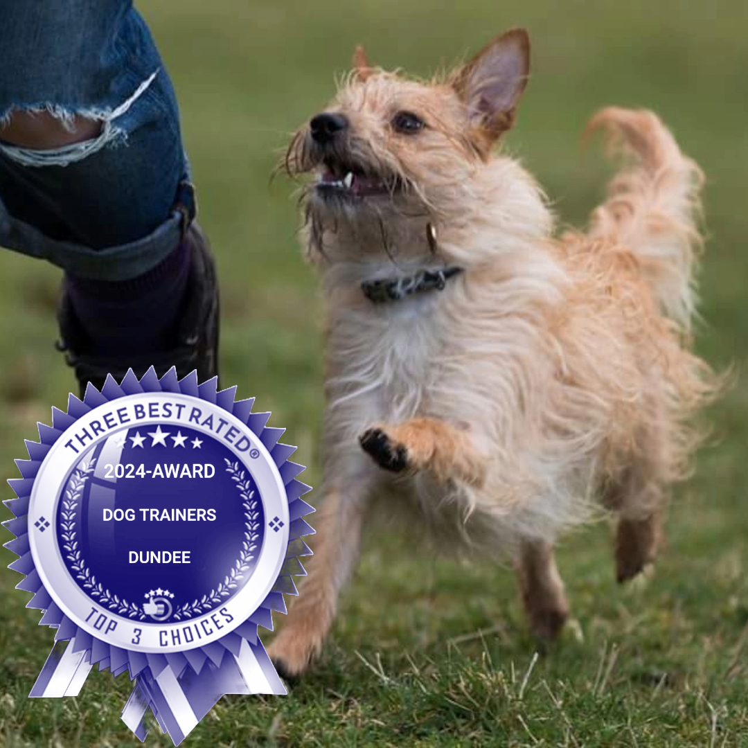 dog behaviour training dundee. two women on a dog walk with three small dogs running ahead