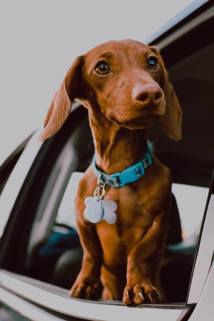 a small sausage dog learning out of a window looking very vigilent